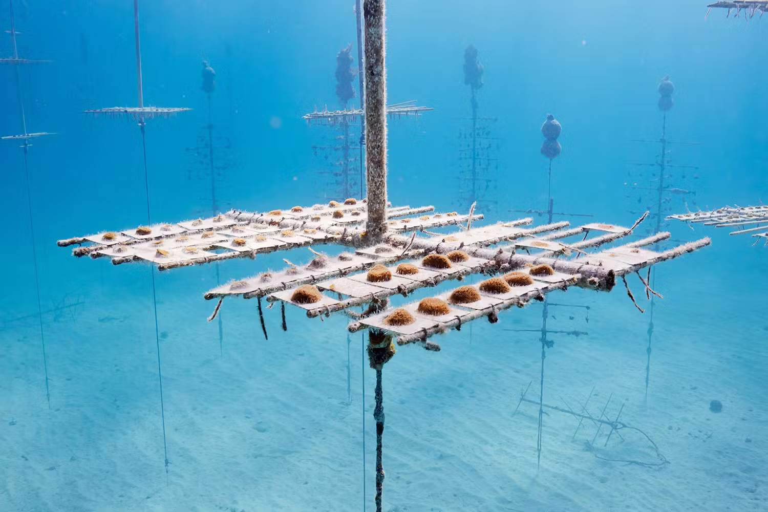 Coral Nursery Florida Keys